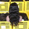 KBL New Arrvial Raw Virgin 100% Real Blonde Wigs Human Hair Transparent Frontal lace wigs body wave